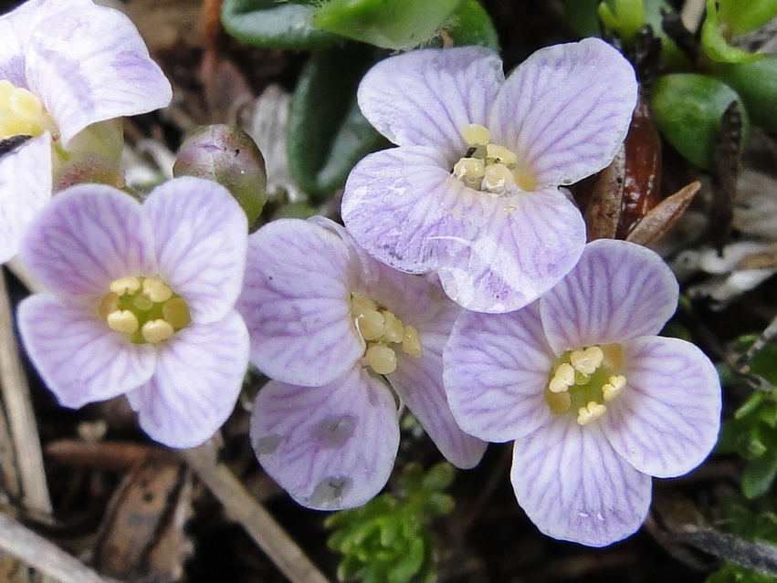 Petrocallis pyrenaica / Petrocallide dei Pirenei